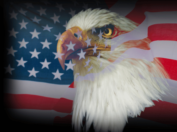 USA Flagge mit Adler